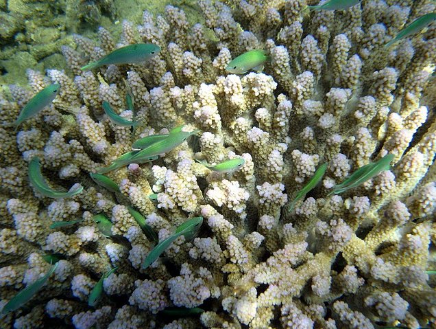 Photo Wildlife pictures Mayotte Island looked