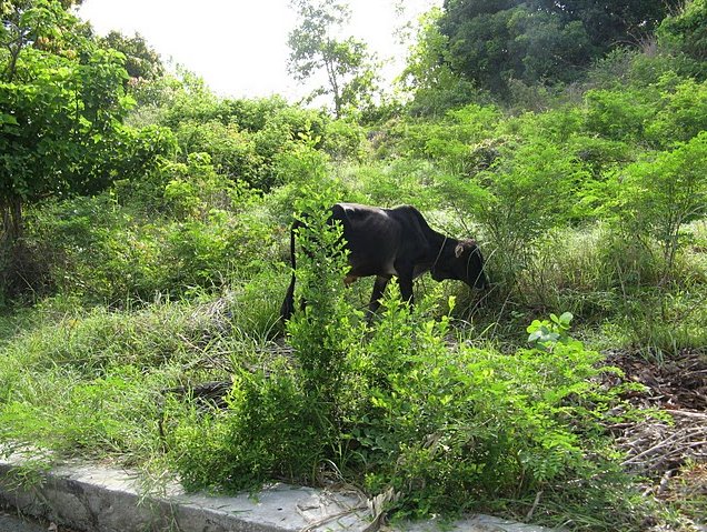 Photo Wildlife pictures Mayotte Island attached