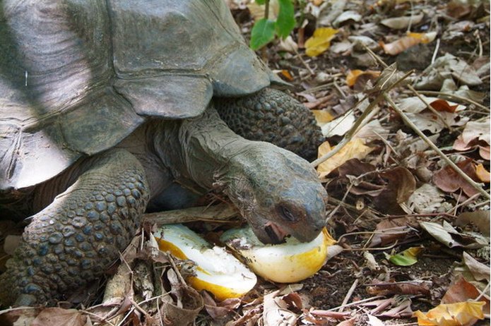   Adamstown Pitcairn Islands Blog Photos