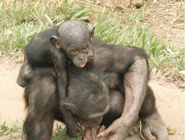 Photo Lola Ya Bonobo sanctuary near Kinshasa Bonobo