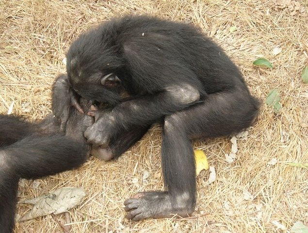 Photo Lola Ya Bonobo sanctuary near Kinshasa sanctuary