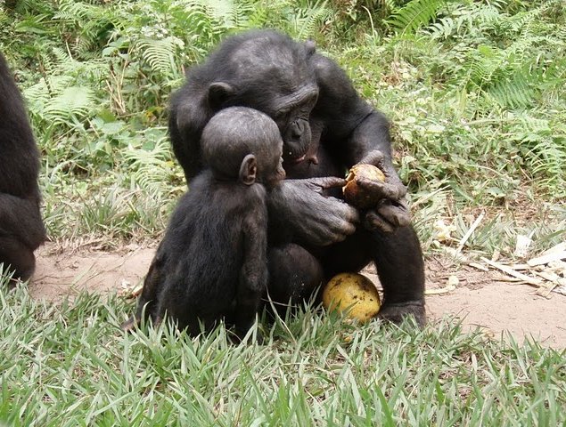 Photo Lola Ya Bonobo sanctuary near Kinshasa orphaned