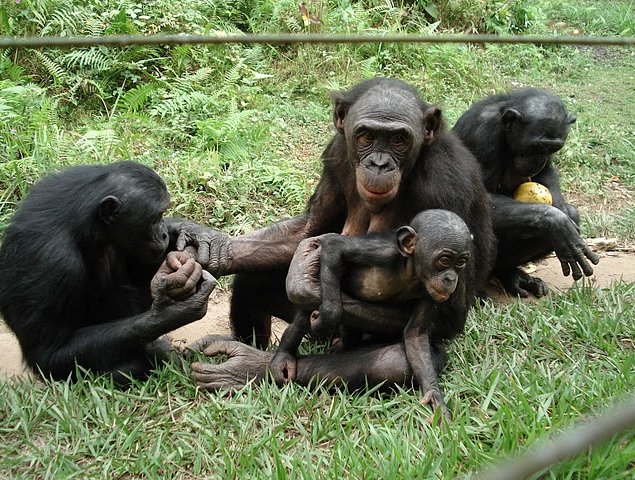 Photo Lola Ya Bonobo sanctuary near Kinshasa bonobos