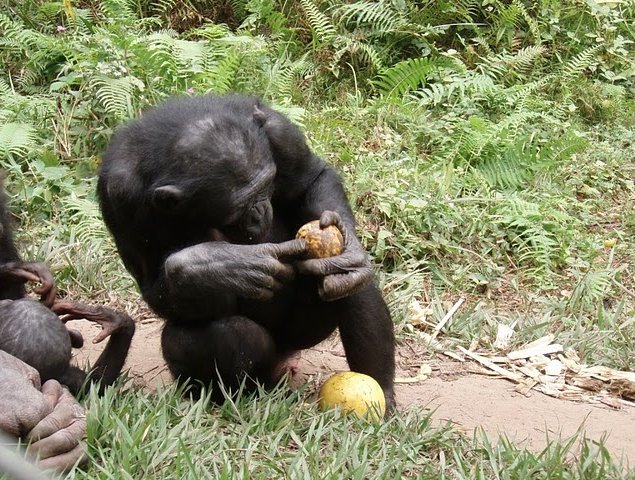 Photo Lola Ya Bonobo sanctuary near Kinshasa situated