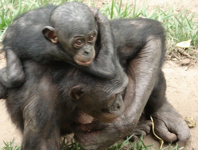 Lola Ya Bonobo sanctuary near Kinshasa Democratic Republic of the Congo Diary Photo