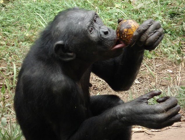 Lola Ya Bonobo sanctuary near Kinshasa Democratic Republic of the Congo Vacation Experience