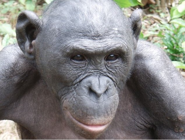 Photo Lola Ya Bonobo sanctuary near Kinshasa Lukaya