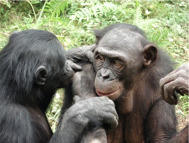 Photo Lola Ya Bonobo sanctuary near Kinshasa outside