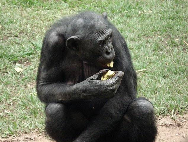 Photo Lola Ya Bonobo sanctuary near Kinshasa Kinshasa