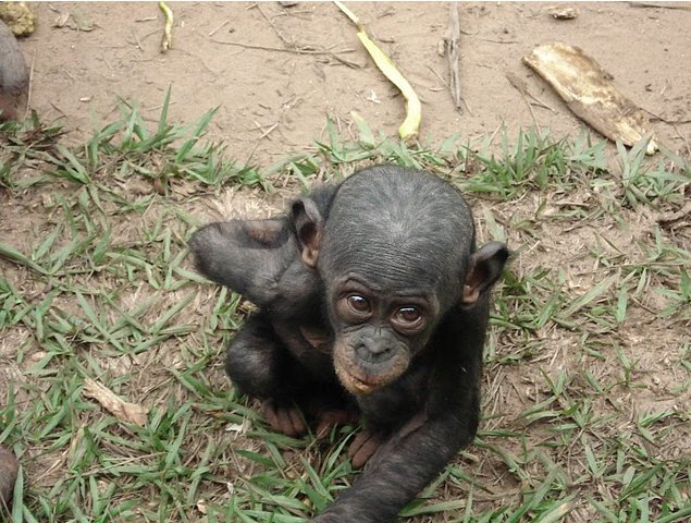 Photo Lola Ya Bonobo sanctuary near Kinshasa western