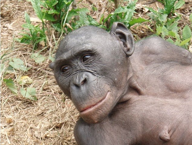 Photo Lola Ya Bonobo sanctuary near Kinshasa Democratic