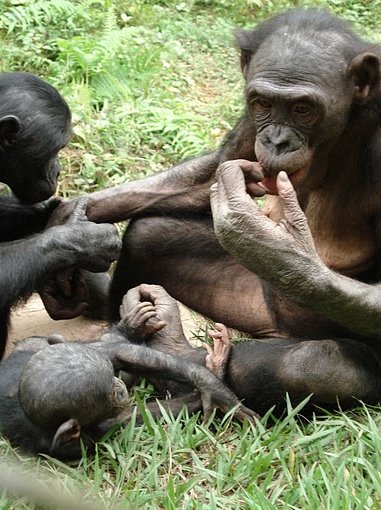 Photo Lola Ya Bonobo sanctuary near Kinshasa Republic