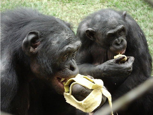 Photo Lola Ya Bonobo sanctuary near Kinshasa bonobo