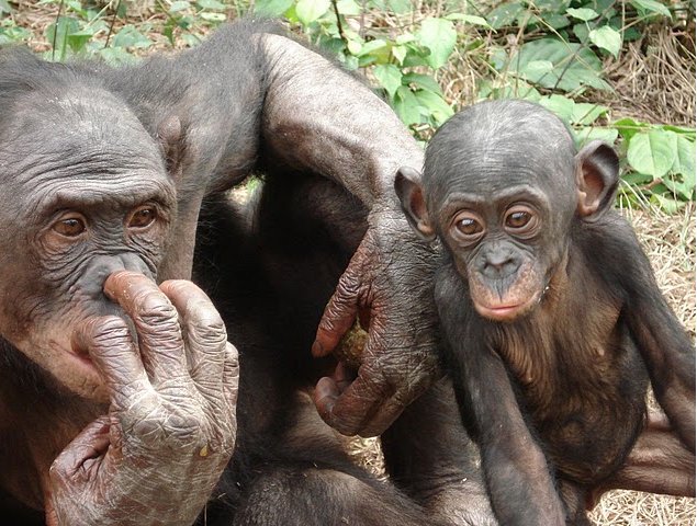 Photo Lola Ya Bonobo sanctuary near Kinshasa orphans