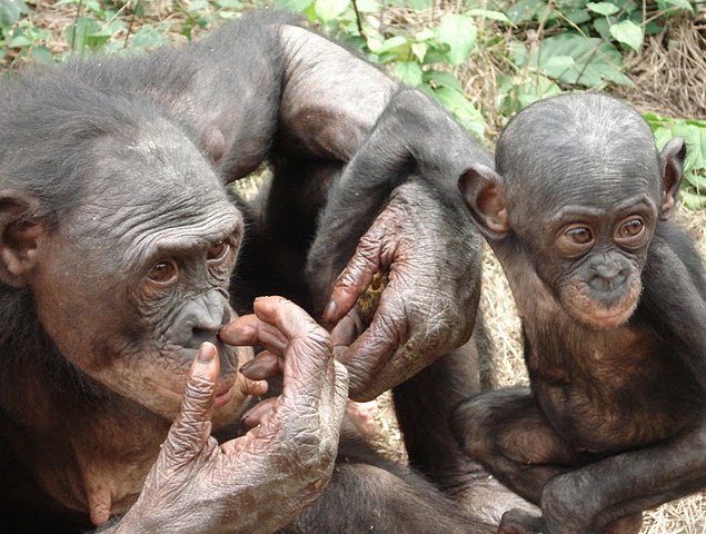 Lola Ya Bonobo sanctuary near Kinshasa Democratic Republic of the Congo Vacation Adventure