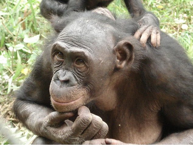 Photo Lola Ya Bonobo sanctuary near Kinshasa fantastic