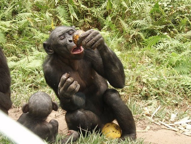 Photo Lola Ya Bonobo sanctuary near Kinshasa rehabilitating