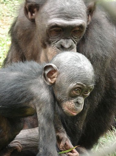 Photo Lola Ya Bonobo sanctuary near Kinshasa infant