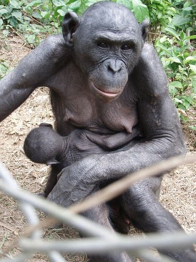 Photo Lola Ya Bonobo sanctuary near Kinshasa orphan