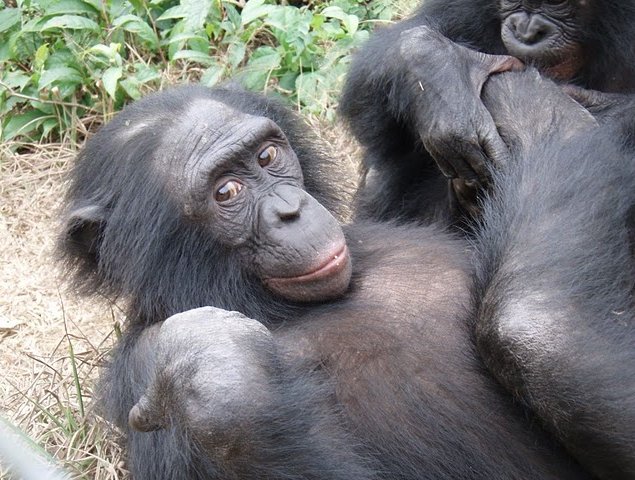 Photo Lola Ya Bonobo sanctuary near Kinshasa population