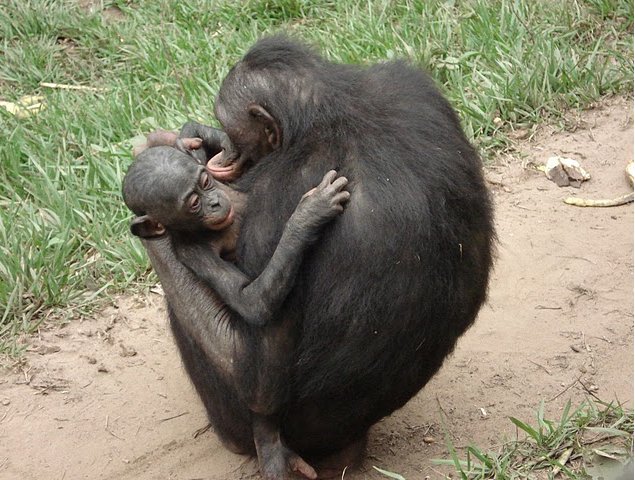 Photo Lola Ya Bonobo sanctuary near Kinshasa amazing