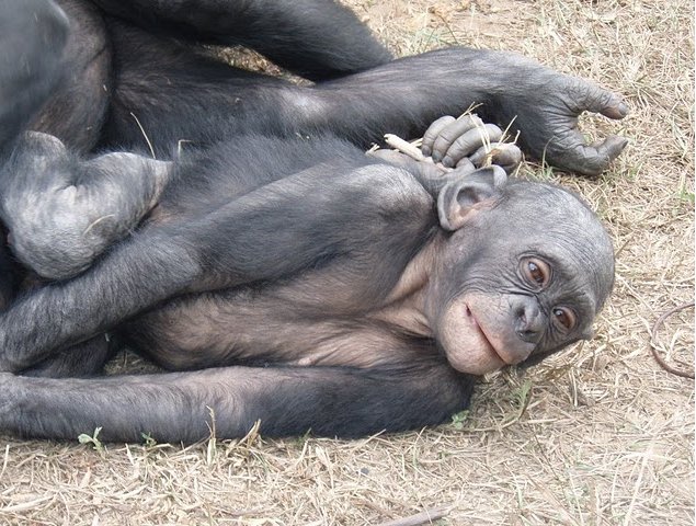 Photo Lola Ya Bonobo sanctuary near Kinshasa observing