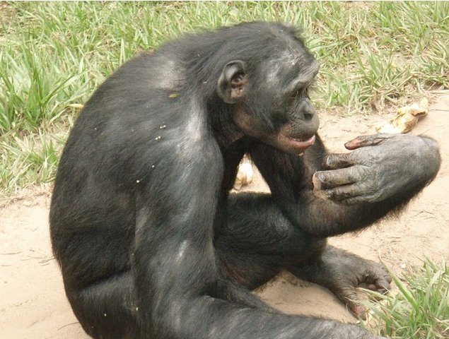 Photo Lola Ya Bonobo sanctuary near Kinshasa beautiful