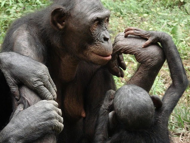 Lola Ya Bonobo sanctuary near Kinshasa Democratic Republic of the Congo Diary Adventure