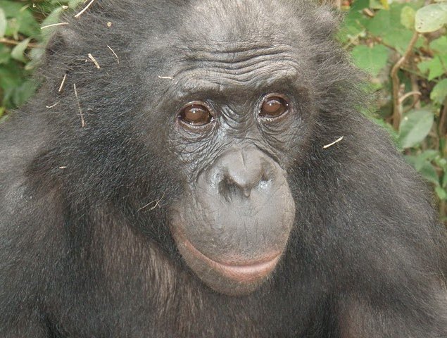 Photo Lola Ya Bonobo sanctuary near Kinshasa endangered