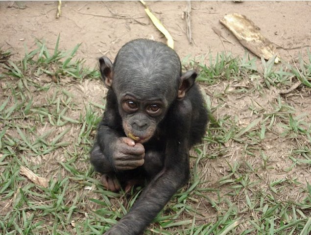 Photo Lola Ya Bonobo sanctuary near Kinshasa Common