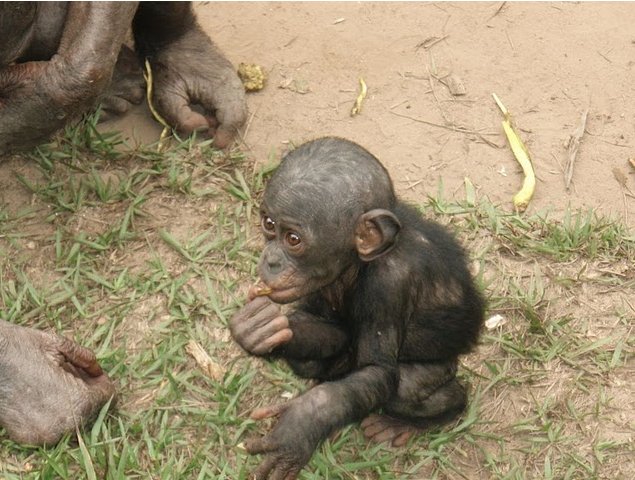 Lola Ya Bonobo sanctuary near Kinshasa Democratic Republic of the Congo Holiday