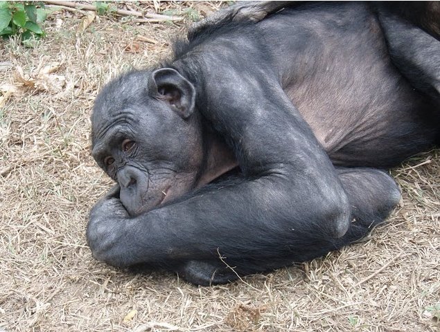 Lola Ya Bonobo sanctuary near Kinshasa Democratic Republic of the Congo Vacation