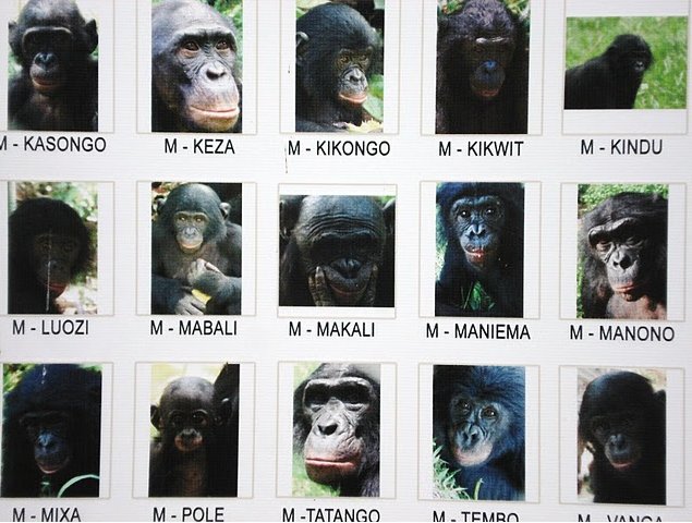 Photo Lola Ya Bonobo sanctuary near Kinshasa humans