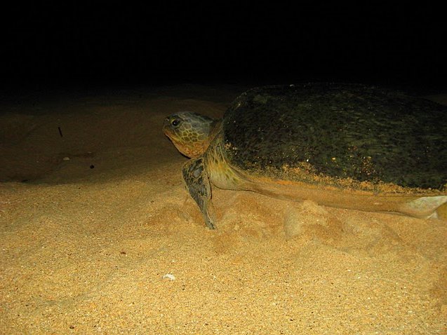 Bissau Guinea Bissau 