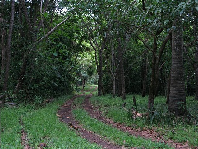 Outamba-kilimi national park Kamakwie Sierra Leone Photos