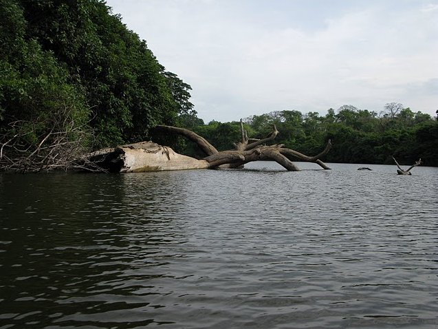 Outamba-kilimi national park Kamakwie Sierra Leone Photography