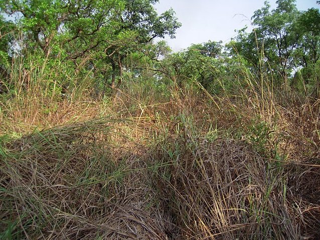 Outamba-kilimi national park Kamakwie Sierra Leone Travel Album