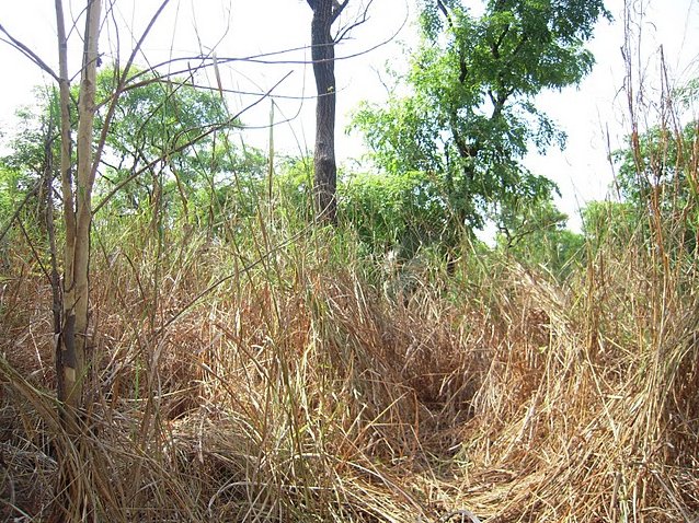 Outamba-kilimi national park Kamakwie Sierra Leone Blog Photo