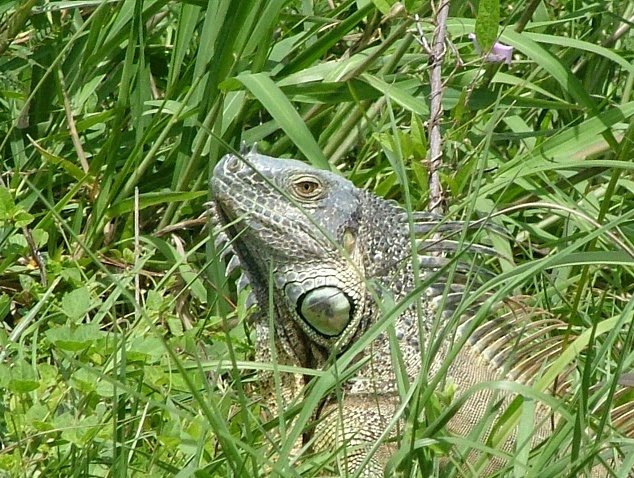 Cayman Islands all inclusive honeymoon George Town Blog Photography