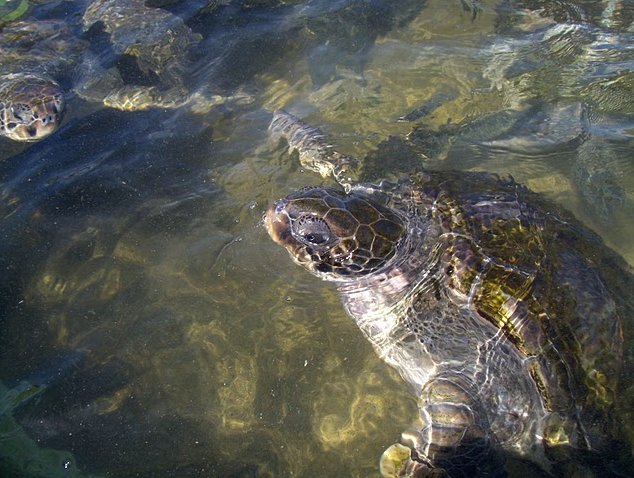   George Town Cayman Islands Travel Picture