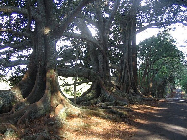 Norfolk Island pine tree tours Kingston Diary
