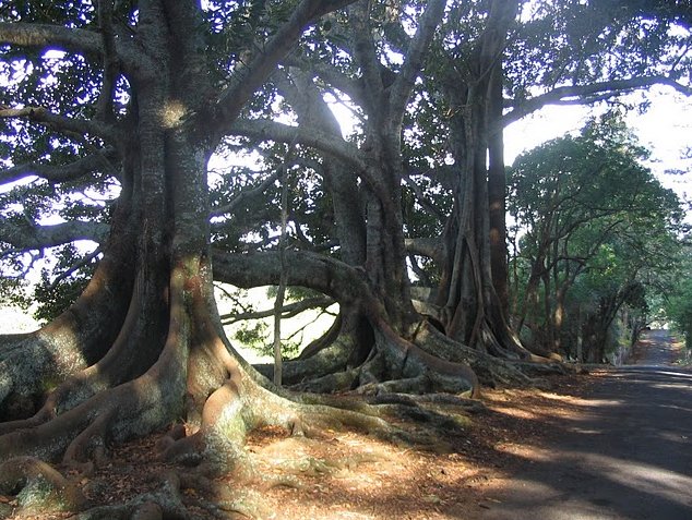 Photo Norfolk Island pine tree tours Island