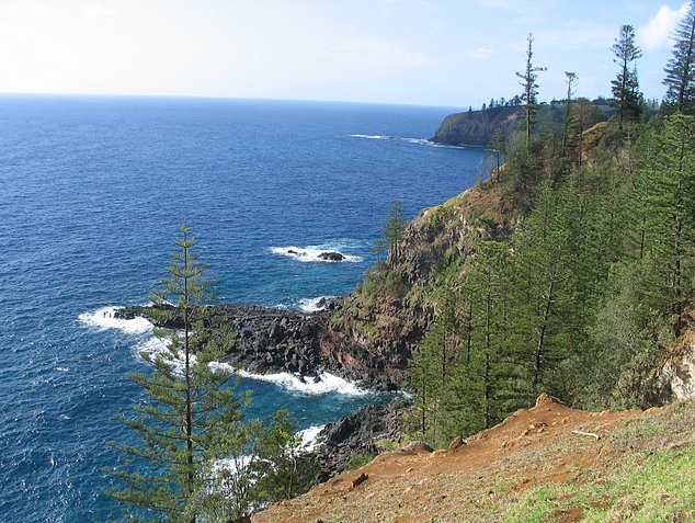 Norfolk Island pine tree tours Kingston Diary Photography