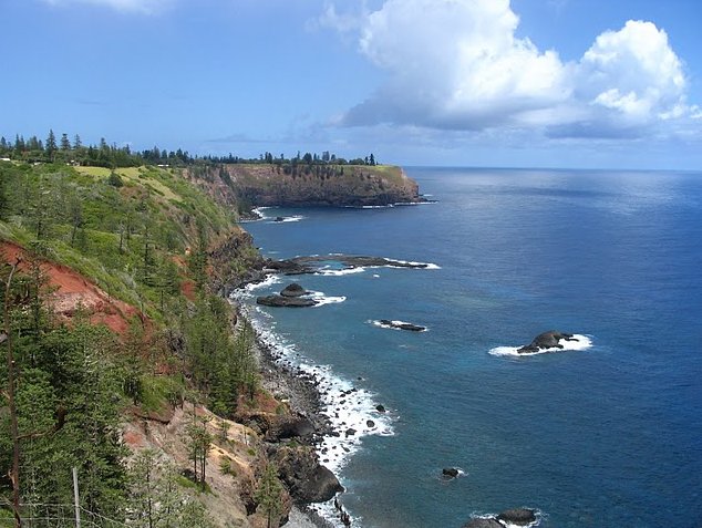 Photo Norfolk Island pine tree tours several