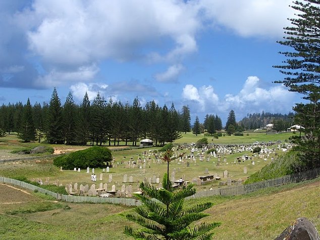 Photo Norfolk Island pine tree tours comany