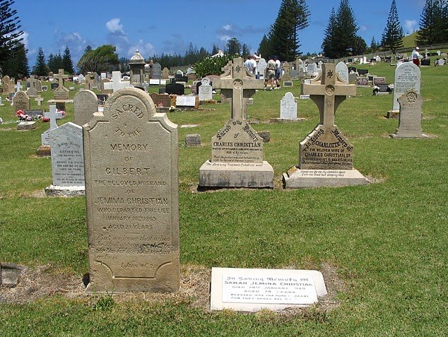 Photo Norfolk Island pine tree tours splendid