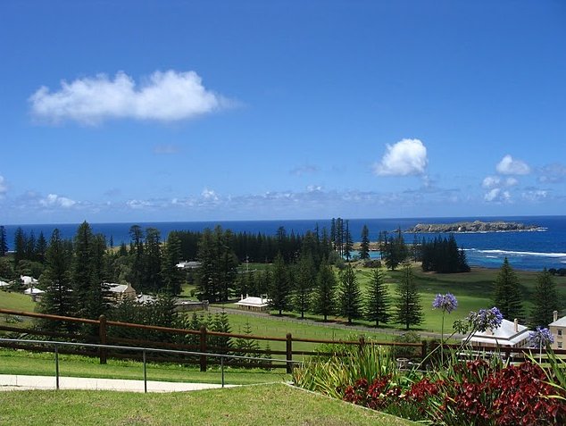 Photo Norfolk Island pine tree tours beautiful