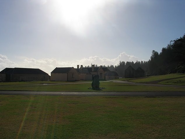 Norfolk Island pine tree tours Kingston Picture