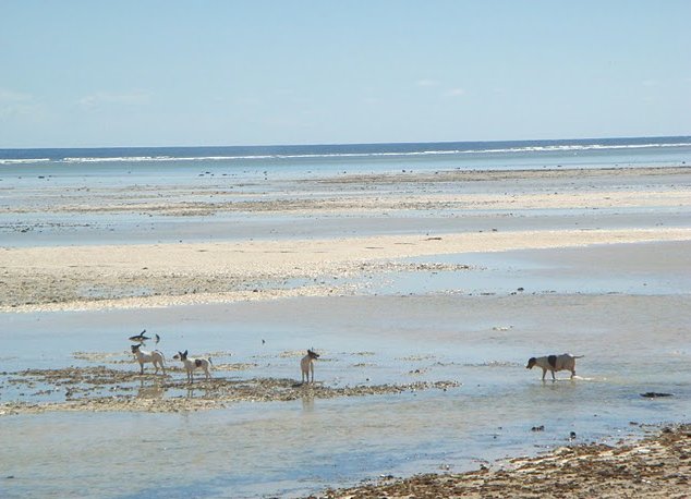 Kiribati Island pictures Bairiki Picture Sharing