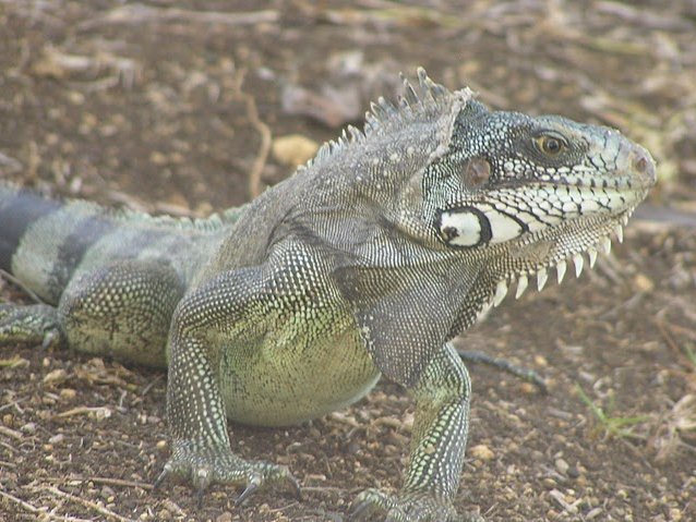   Basse Terre Guadeloupe Blog Experience